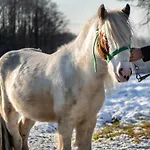 Orzechowa Ostoja Energylandia * Bachowice