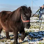 Διαμέρισμα Orzechowa Ostoja Energylandia *