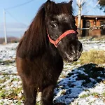 Διαμέρισμα Orzechowa Ostoja Energylandia