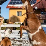 Orzechowa Ostoja Energylandia Bachowice