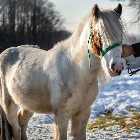 Orzechowa Ostoja Energylandia * Bachowice