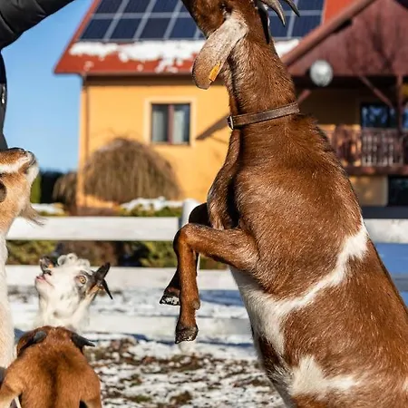 Orzechowa Ostoja Energylandia Bachowice