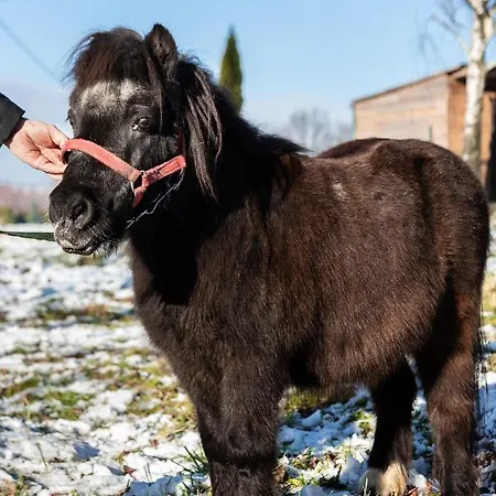 Orzechowa Ostoja Energylandia Apartmán Bachowice