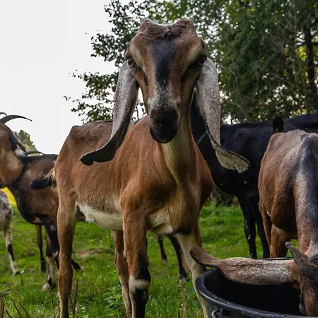 Orzechowa Ostoja Energylandia Bachowice