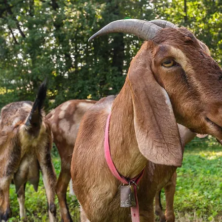 Orzechowa Ostoja Energylandia Bachowice