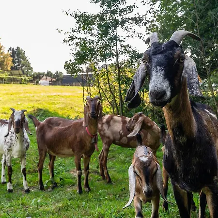 Orzechowa Ostoja Energylandia Apartmán